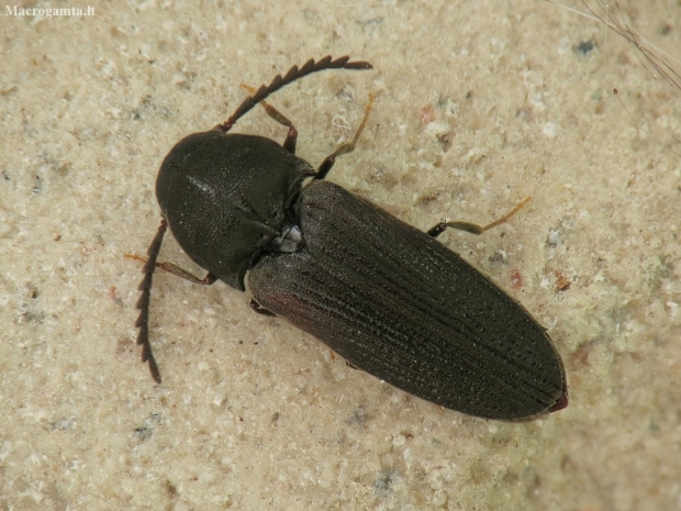 False click beetle - Otho sphondyloides | Fotografijos autorius : Vidas Brazauskas | © Macronature.eu | Macro photography web site