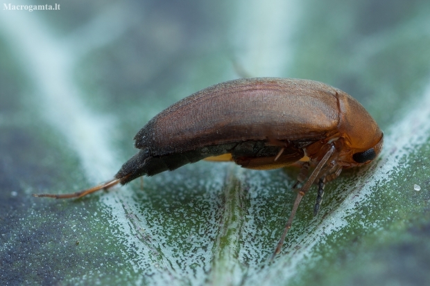 False flower beetle - Anaspis flava ♀ | Fotografijos autorius : Žilvinas Pūtys | © Macronature.eu | Macro photography web site