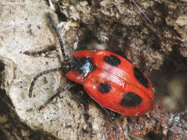 False ladybird -  Endomychus coccineus | Fotografijos autorius : Vidas Brazauskas | © Macronature.eu | Macro photography web site