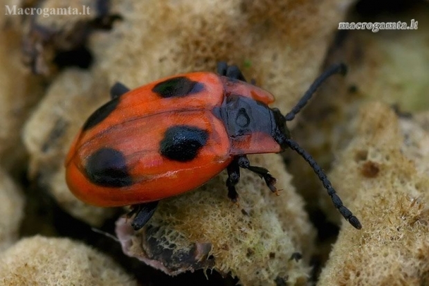 False ladybird - Endomychus coccineus  | Fotografijos autorius : Gintautas Steiblys | © Macronature.eu | Macro photography web site