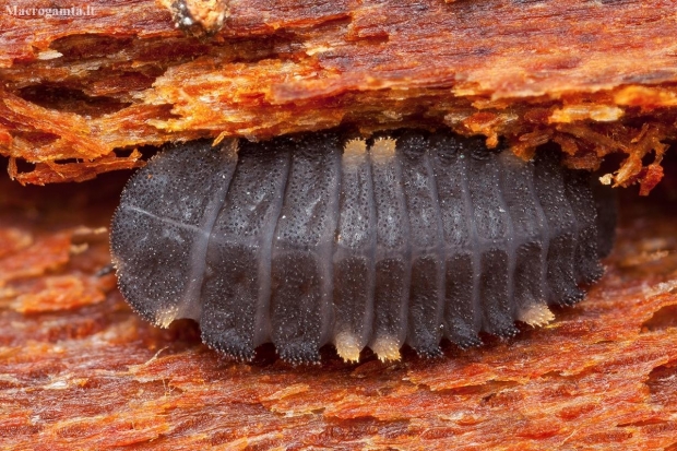 Boružiškasis pelėsiavabalis - Endomychus coccineus, lerva | Fotografijos autorius : Žilvinas Pūtys | © Macronature.eu | Macro photography web site