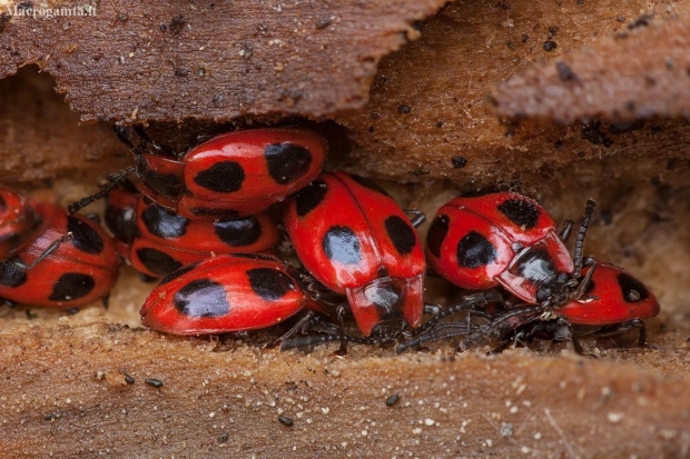 False ladybird - Endomychus coccineus | Fotografijos autorius : Žilvinas Pūtys | © Macronature.eu | Macro photography web site