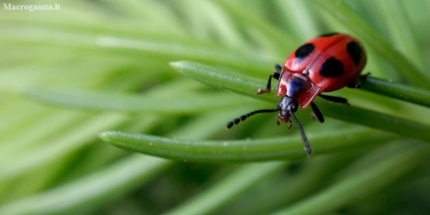 False ladybird - Endomychus coccineus | Fotografijos autorius : Oskaras Venckus | © Macronature.eu | Macro photography web site