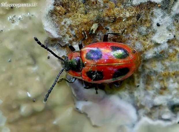 False ladybird - Endomychus coccineus | Fotografijos autorius : Romas Ferenca | © Macronature.eu | Macro photography web site