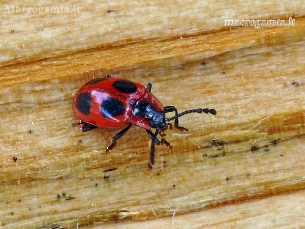 False ladybird - Endomychus coccineus | Fotografijos autorius : Darius Baužys | © Macronature.eu | Macro photography web site