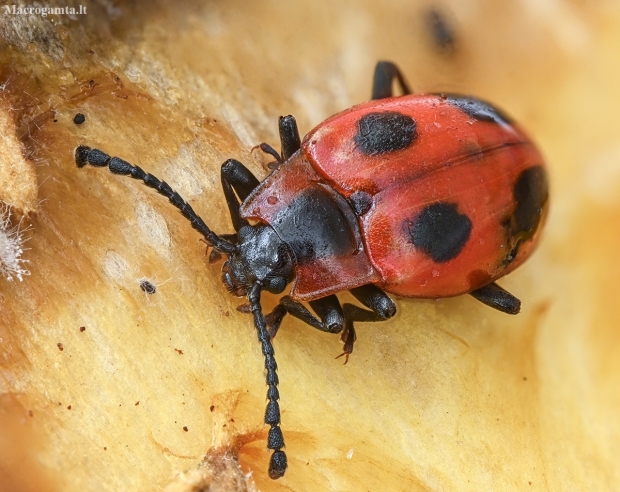 False ladybird - Endomychus coccineus | Fotografijos autorius : Kazimieras Martinaitis | © Macronature.eu | Macro photography web site