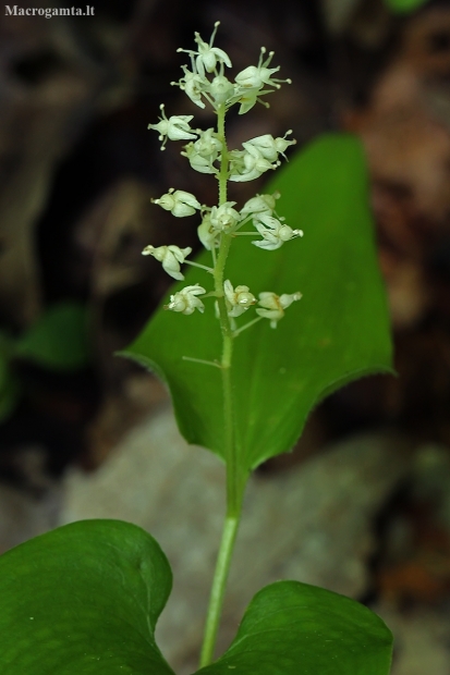 False lily of the valley - Maianthemum bifolium | Fotografijos autorius : Gintautas Steiblys | © Macronature.eu | Macro photography web site