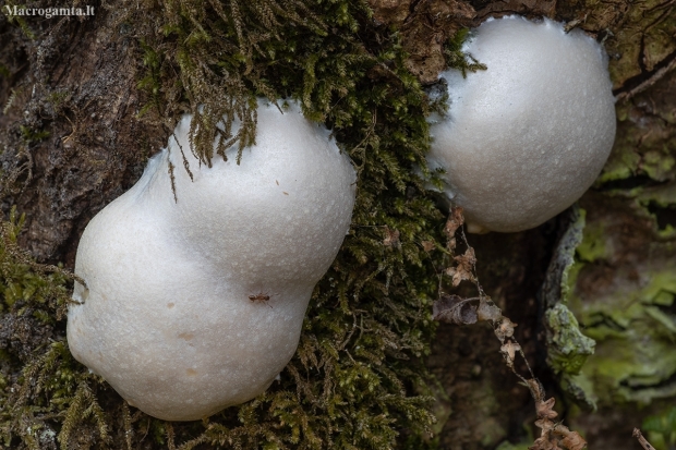 Pumpotaukšlinė retikuliarija - Reticularia lycoperdon | Fotografijos autorius : Žilvinas Pūtys | © Macronature.eu | Macro photography web site