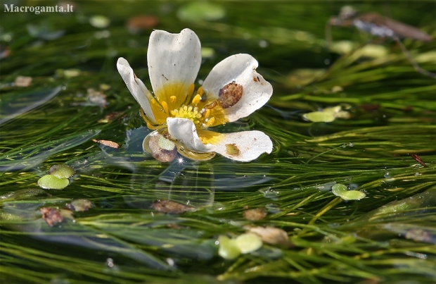 Fan-leaved Water-crowfoot - Ranunculus circinatus | Fotografijos autorius : Gintautas Steiblys | © Macronature.eu | Macro photography web site