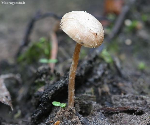 Felted twiglet - Tubaria conspersa | Fotografijos autorius : Vytautas Gluoksnis | © Macronature.eu | Macro photography web site