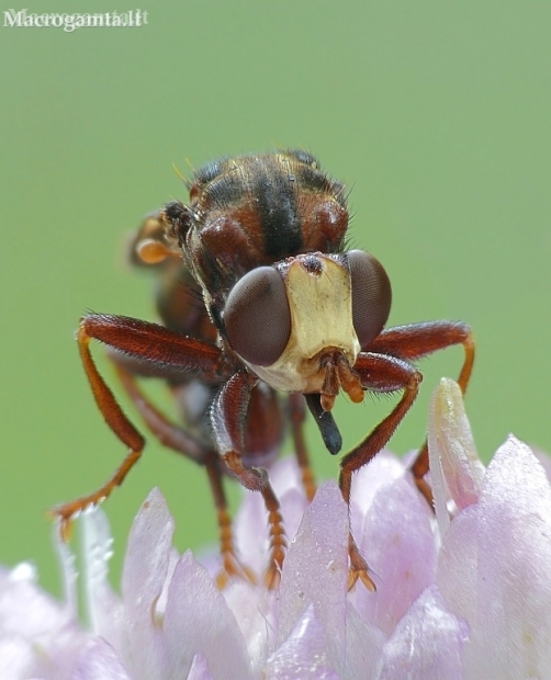 Ferruginous bee-grabber - Sicus ferrugineus  | Fotografijos autorius : Aivaras Markauskas | © Macronature.eu | Macro photography web site