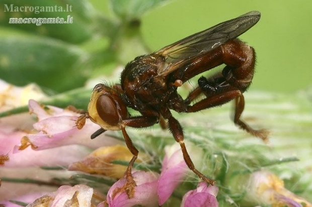 Ferruginous bee-grabber - Sicus ferrugineus  | Fotografijos autorius : Gintautas Steiblys | © Macronature.eu | Macro photography web site