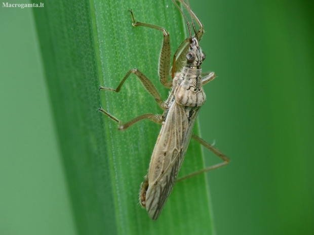 Field damsel bug - Nabis ferus | Fotografijos autorius : Vidas Brazauskas | © Macronature.eu | Macro photography web site
