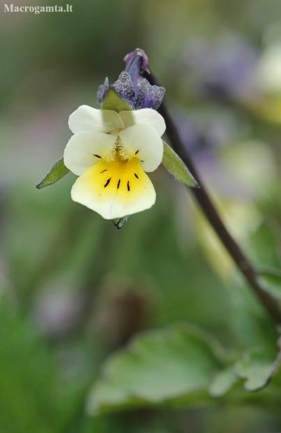 Field pansy - Viola arvensis | Fotografijos autorius : Gintautas Steiblys | © Macronature.eu | Macro photography web site