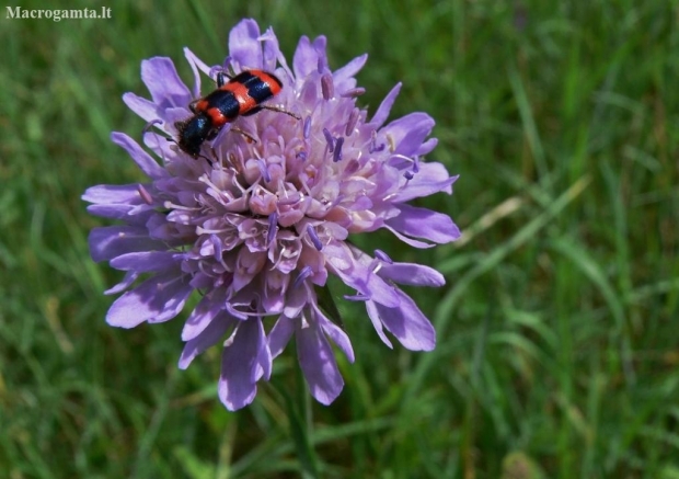 Field scabious - Knautia arvensis | Fotografijos autorius : Kęstutis Obelevičius | © Macronature.eu | Macro photography web site