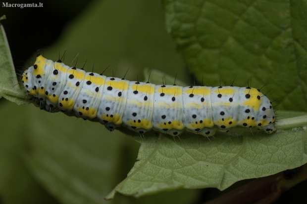 Figure of Eight - Diloba caeruleocephala, caterpillar | Fotografijos autorius : Žilvinas Pūtys | © Macronature.eu | Macro photography web site