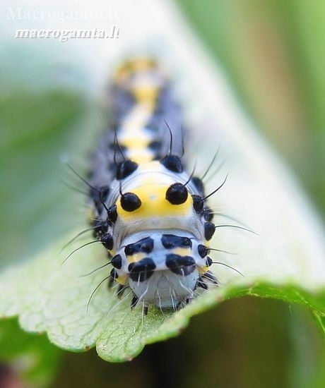 Mėlyngalvė diloba - Diloba caeruleocephala, vikšras  | Fotografijos autorius : Rasa Gražulevičiūtė | © Macronature.eu | Macro photography web site