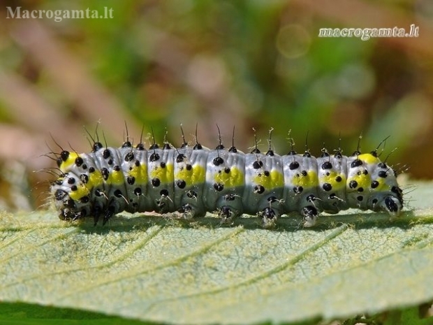Mėlyngalvė diloba - Diloba caeruleocephala, vikšras  | Fotografijos autorius : Darius Baužys | © Macronature.eu | Macro photography web site
