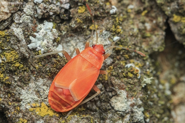 Firebug - Pyrrhocoris apterus (freshly hatched from a nymph) | Fotografijos autorius : Gintautas Steiblys | © Macronature.eu | Macro photography web site