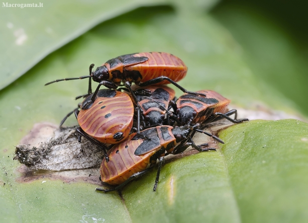 Blakė kareivėlis - Pyrrhocoris apterus, nimfa | Fotografijos autorius : Kazimieras Martinaitis | © Macronature.eu | Macro photography web site