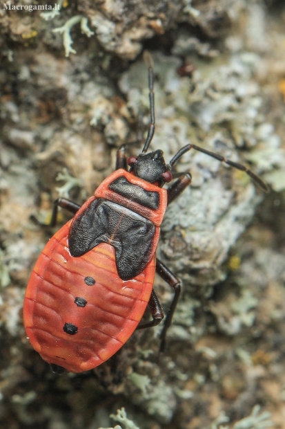 Firebug - Pyrrhocoris apterus, nymph | Fotografijos autorius : Gintautas Steiblys | © Macronature.eu | Macro photography web site