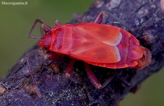 Firebug - Pyrrhocoris apterus | Fotografijos autorius : Romas Ferenca | © Macronature.eu | Macro photography web site