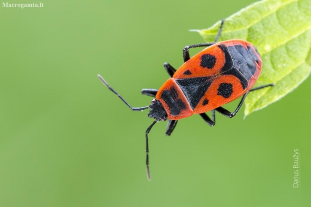 Firebug | Fotografijos autorius : Darius Baužys | © Macronature.eu | Macro photography web site