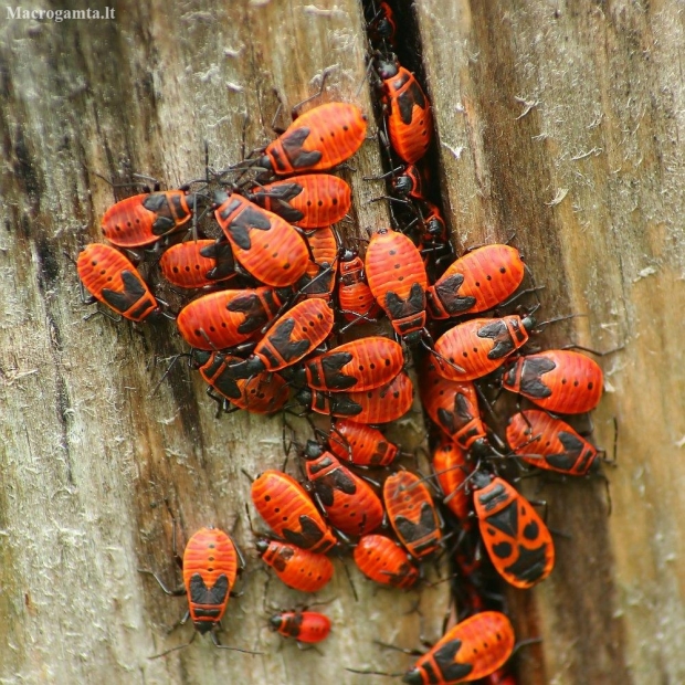 Firebugs - Pyrrhocoris apterus | Fotografijos autorius : Vidas Brazauskas | © Macronature.eu | Macro photography web site