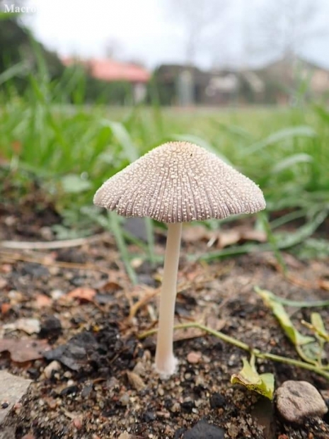 Firerug inkcap - Coprinellus domesticus | Fotografijos autorius : Vitalij Drozdov | © Macronature.eu | Macro photography web site