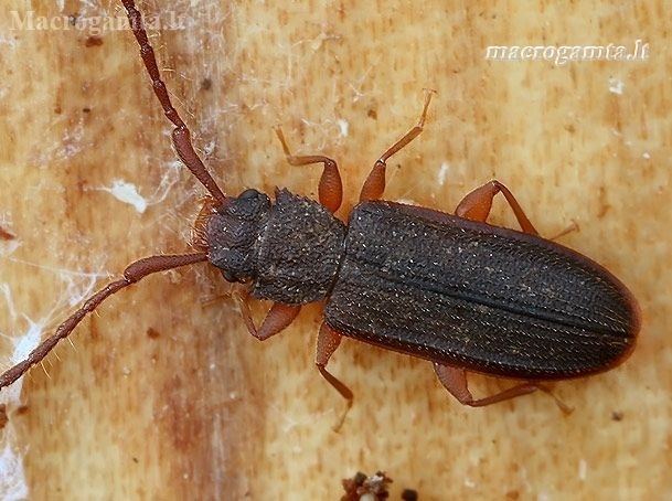 Flat bark beetle - Uleiota planata  | Fotografijos autorius : Gintautas Steiblys | © Macronature.eu | Macro photography web site