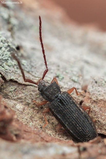 Flat bark beetle - Uleiota planata | Fotografijos autorius : Gintautas Steiblys | © Macronature.eu | Macro photography web site