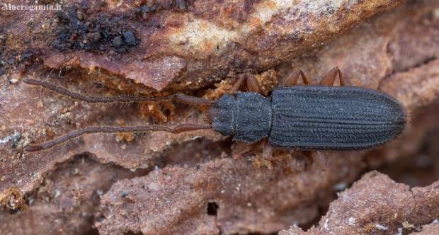 Flat bark beetle - Uleiota planata | Fotografijos autorius : Žilvinas Pūtys | © Macronature.eu | Macro photography web site