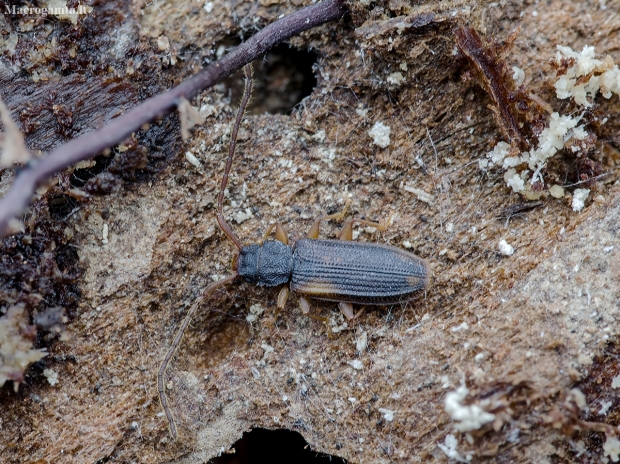 Flat bark beetle - Uleiota planata | Fotografijos autorius : Kazimieras Martinaitis | © Macronature.eu | Macro photography web site