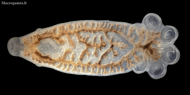 Flatworm - Polystoma integerrimum | Fotografijos autorius : Žilvinas Pūtys | © Macronature.eu | Macro photography web site