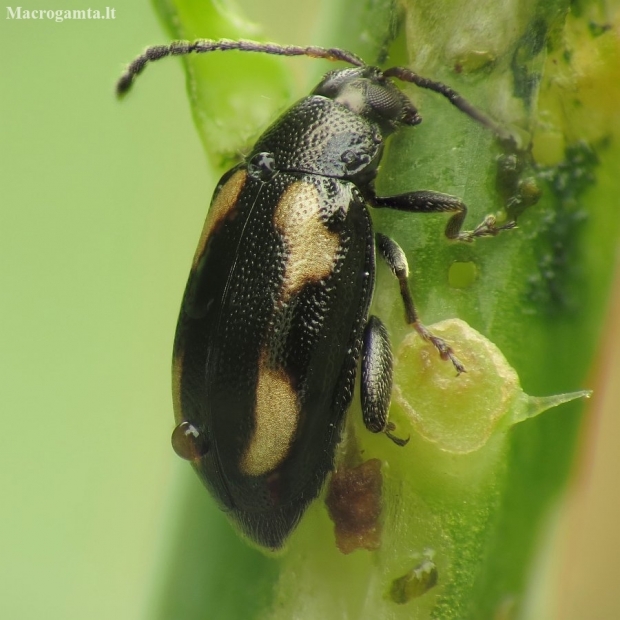 Flea Beetle - Phyllotreta tetrastigma | Fotografijos autorius : Vidas Brazauskas | © Macronature.eu | Macro photography web site