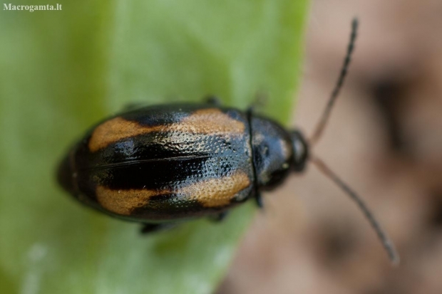Flea Beetle - Phyllotreta tetrastigma | Fotografijos autorius : Žilvinas Pūtys | © Macronature.eu | Macro photography web site