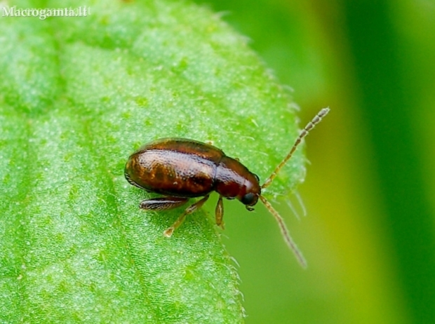 Pėdūnė - Longitarsus sp. | Fotografijos autorius : Romas Ferenca | © Macronature.eu | Macro photography web site