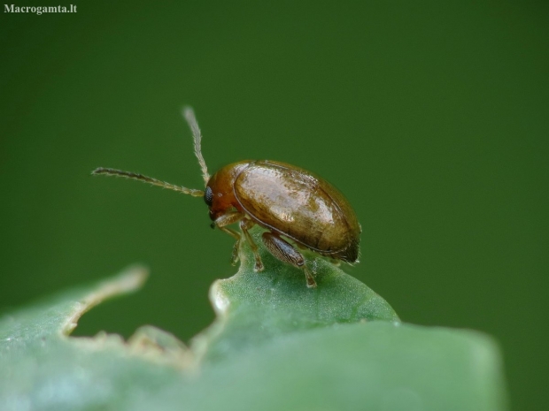 Flea beetle - Longitarsus sp. | Fotografijos autorius : Vidas Brazauskas | © Macrogamta.lt | Šis tinklapis priklauso bendruomenei kuri domisi makro fotografija ir fotografuoja gyvąjį makro pasaulį.