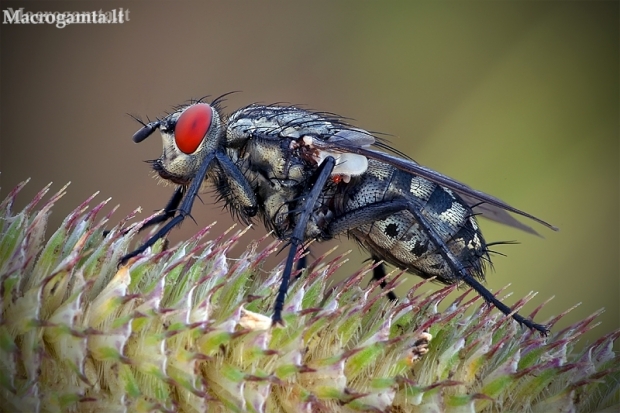 Mėsmusė - Sarcophaga sp. | Fotografijos autorius : Vilius Grigaliūnas | © Macronature.eu | Macro photography web site