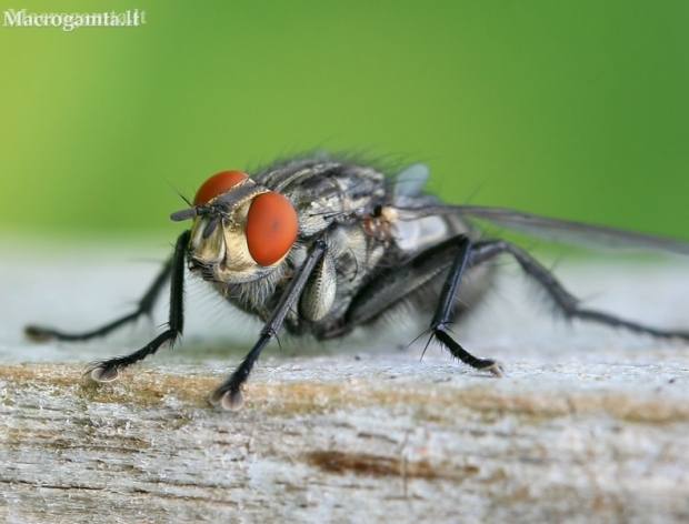 Flesh fly - Sarcophaga sp. | Fotografijos autorius : Gediminas Gražulevičius | © Macronature.eu | Macro photography web site