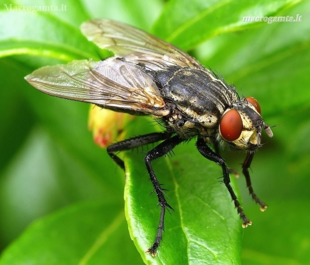 Flesh fly - Sarcophaga sp. | Fotografijos autorius : Romas Ferenca | © Macronature.eu | Macro photography web site