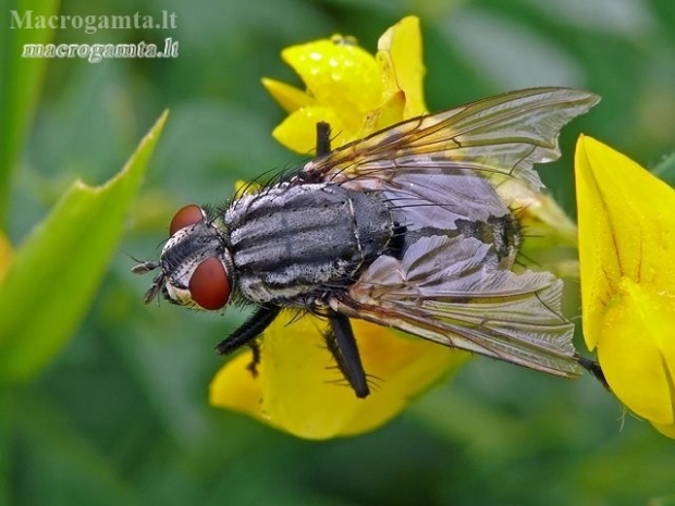 Flesh fly - Sarcophaga sp. | Fotografijos autorius : Darius Baužys | © Macronature.eu | Macro photography web site