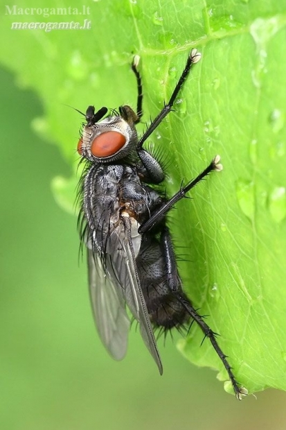 Flesh fly - Sarcophagidae | Fotografijos autorius : Gintautas Steiblys | © Macronature.eu | Macro photography web site