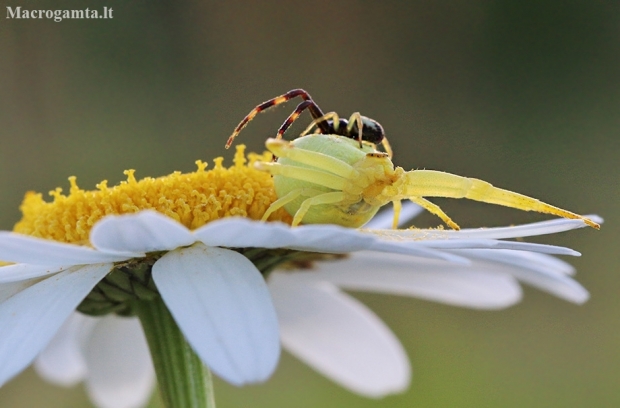 Flower crab spider – Misumena vatia | Fotografijos autorius : Agnė Našlėnienė | © Macrogamta.lt | Šis tinklapis priklauso bendruomenei kuri domisi makro fotografija ir fotografuoja gyvąjį makro pasaulį.