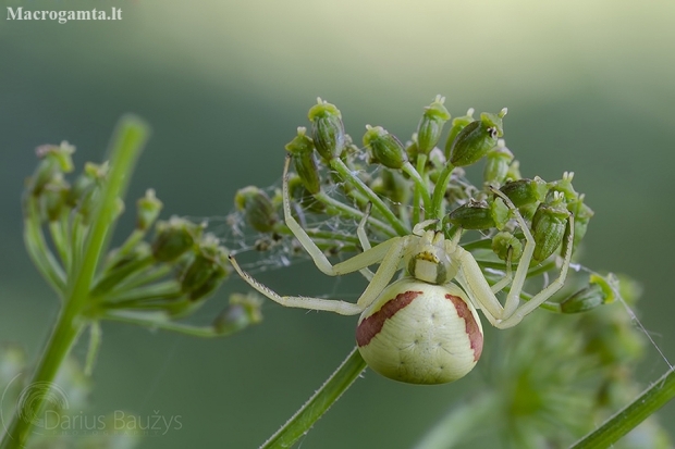Flower crab spider - Misumena vatia | Fotografijos autorius : Darius Baužys | © Macrogamta.lt | Šis tinklapis priklauso bendruomenei kuri domisi makro fotografija ir fotografuoja gyvąjį makro pasaulį.