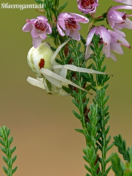 Flower crab spider - Misumena vatia | Fotografijos autorius : Darius Baužys | © Macrogamta.lt | Šis tinklapis priklauso bendruomenei kuri domisi makro fotografija ir fotografuoja gyvąjį makro pasaulį.