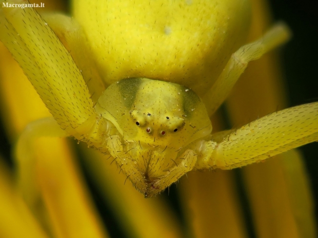 Flower crab spider - Misumena vatia | Fotografijos autorius : Vidas Brazauskas | © Macrogamta.lt | Šis tinklapis priklauso bendruomenei kuri domisi makro fotografija ir fotografuoja gyvąjį makro pasaulį.
