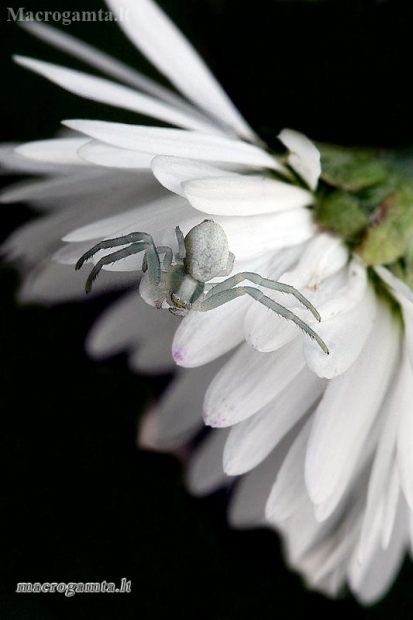 Flower crab spider - Misumena vatia | Fotografijos autorius : Valdimantas Grigonis | © Macrogamta.lt | Šis tinklapis priklauso bendruomenei kuri domisi makro fotografija ir fotografuoja gyvąjį makro pasaulį.