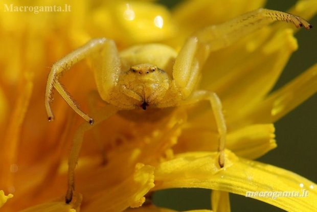 Flower crab spider - Misumena vatia | Fotografijos autorius : Arūnas Eismantas | © Macrogamta.lt | Šis tinklapis priklauso bendruomenei kuri domisi makro fotografija ir fotografuoja gyvąjį makro pasaulį.