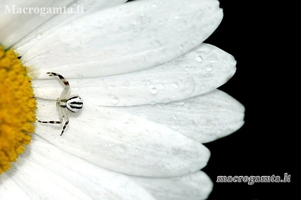 Flower crab spider - Misumena vatia | Fotografijos autorius : Alma Totorytė | © Macrogamta.lt | Šis tinklapis priklauso bendruomenei kuri domisi makro fotografija ir fotografuoja gyvąjį makro pasaulį.